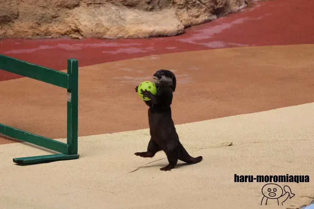 アドベンチャーワールド　動物ショー