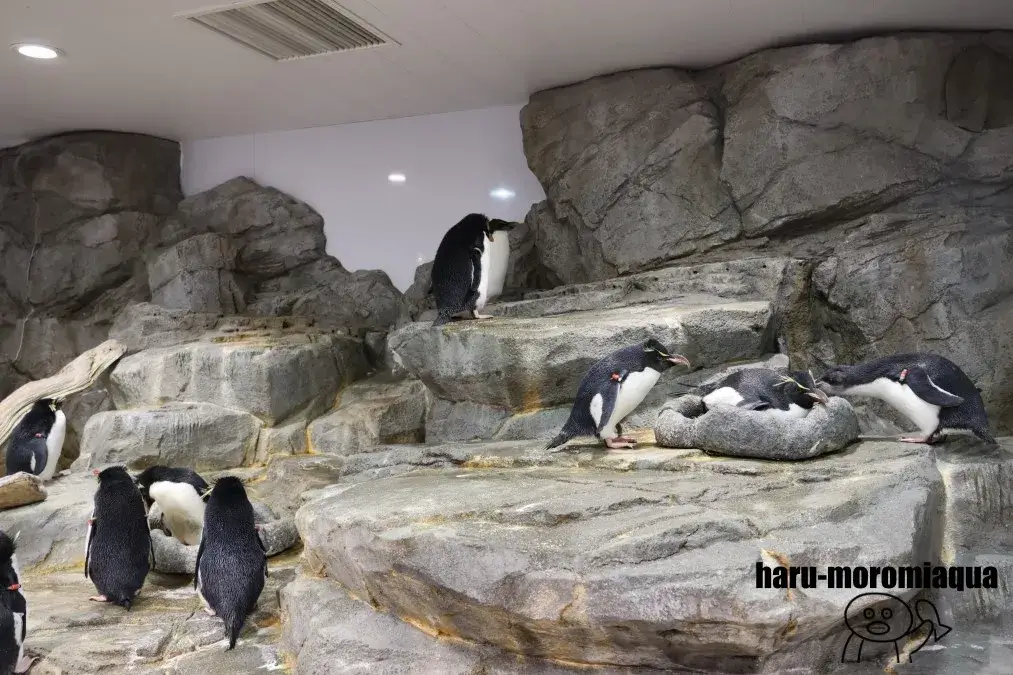 海遊館　イワトビペンギン