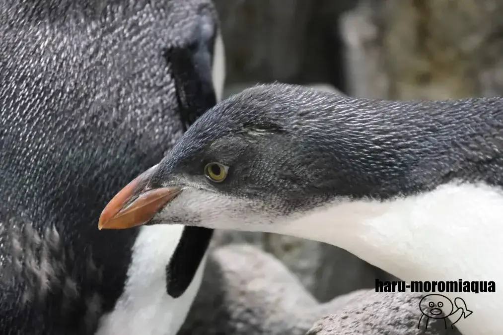 海遊館　イワトビペンギンのヒナ