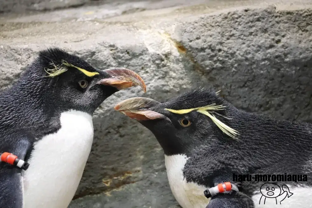 海遊館　イワトビペンギン