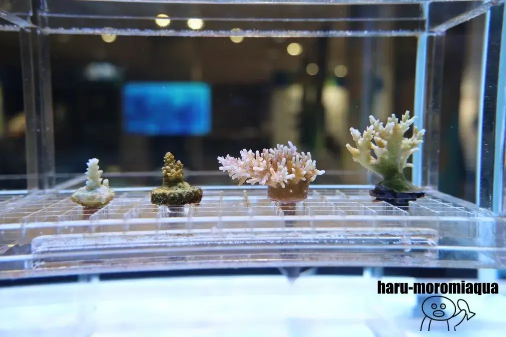 海遊館　サンゴ