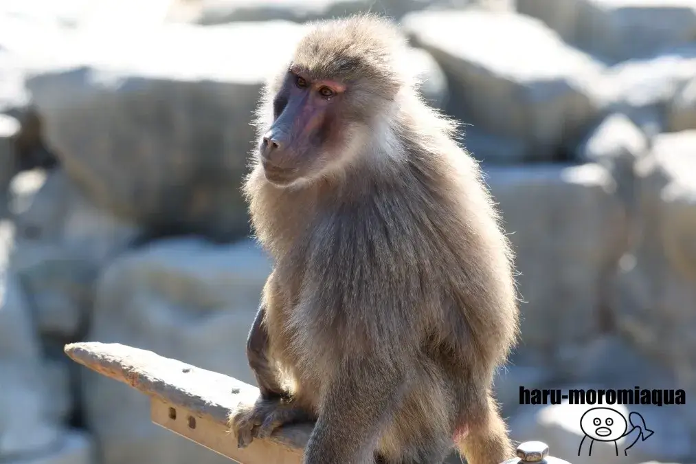 アドベンチャーワールド　マントヒヒ