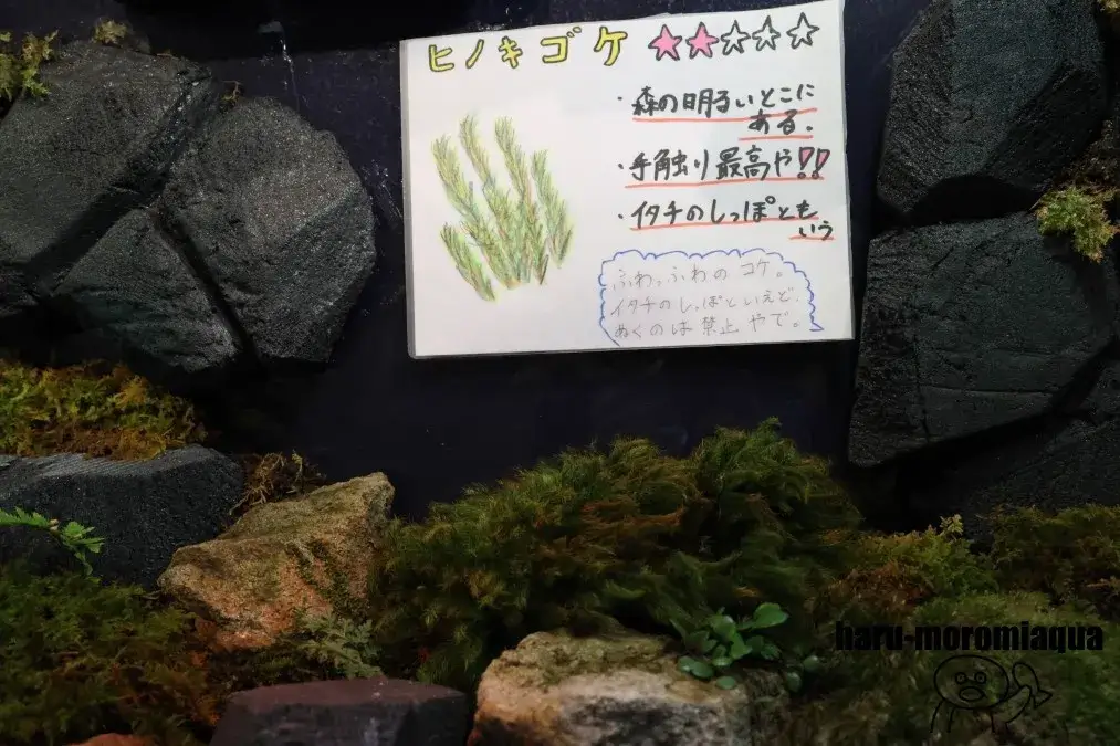 赤目滝水族館　コケ