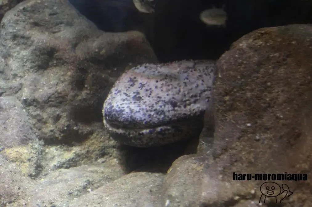 赤目滝水族館　オオサンショウウオ