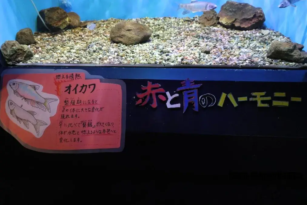赤目滝水族館　オイカワ