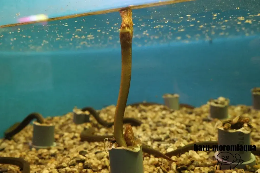 赤目滝水族館　タウナギ