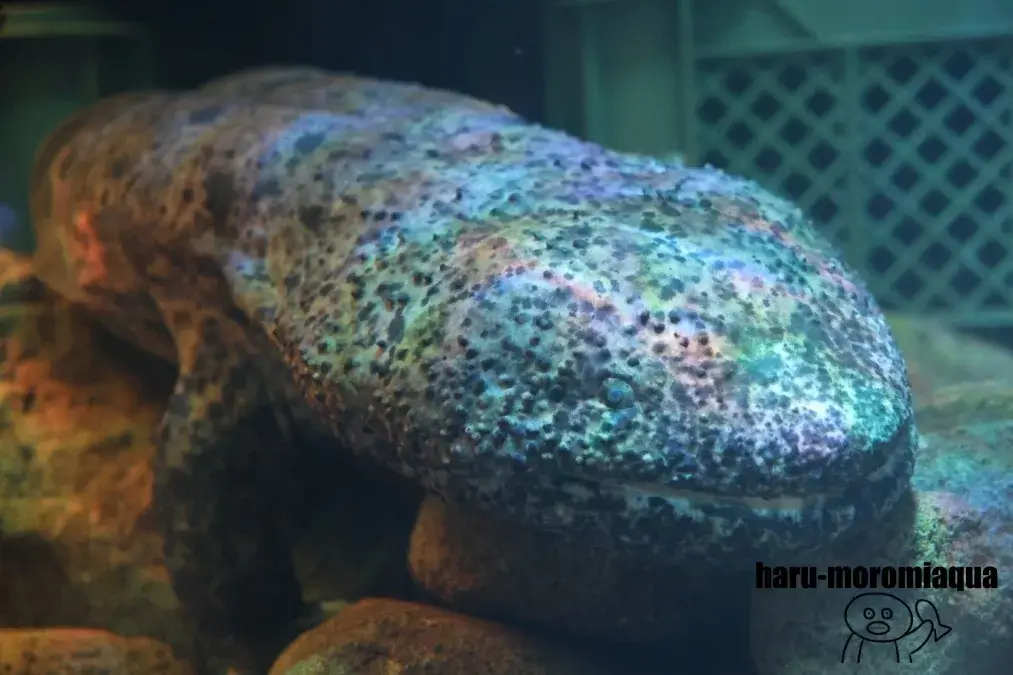 赤目滝水族館　オオサンショウウオ