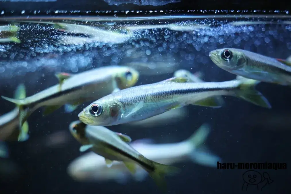 赤目滝水族館　魚
