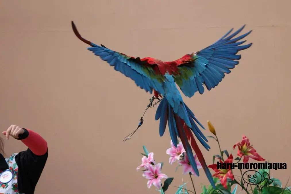 アドベンチャーワールド　ルリコンゴウインコ
