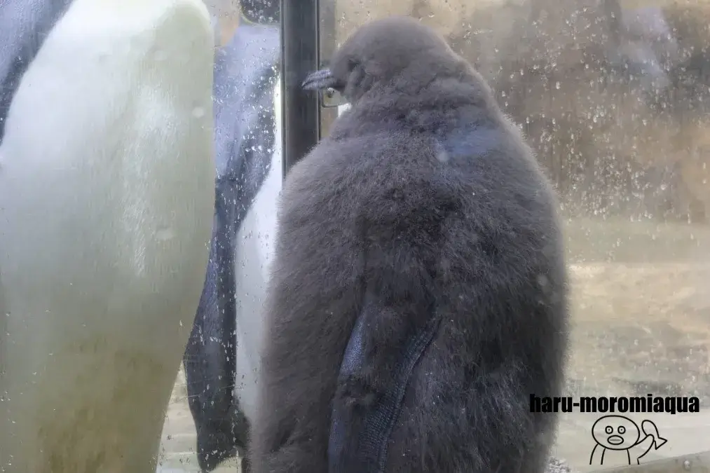 アドベンチャーワールド　ペンギンの赤ちゃん