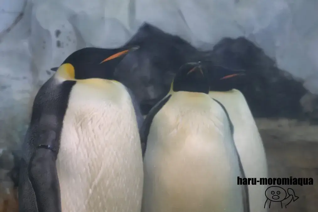 アドベンチャーワールド　コウテイペンギン