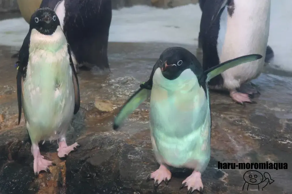 アドベンチャーワールド　アデリーペンギン