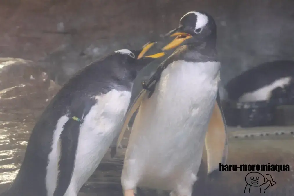 アドベンチャーワールド　ジェンツーペンギン