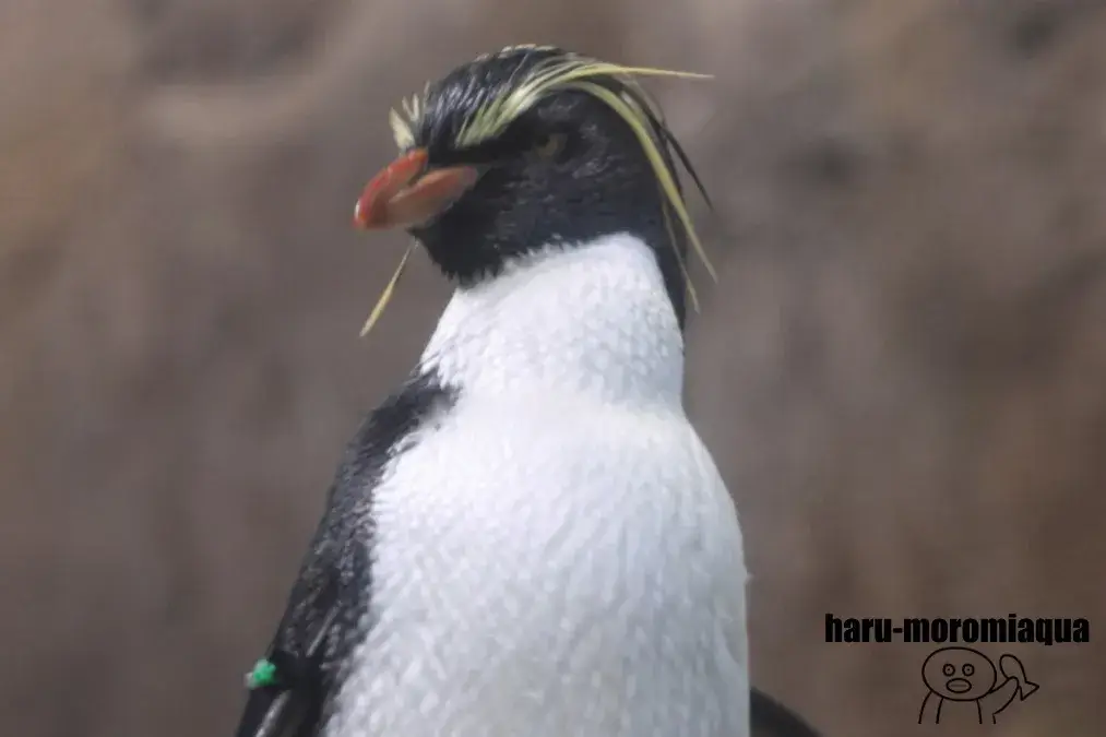 アドベンチャーワールド　イワトビペンギン