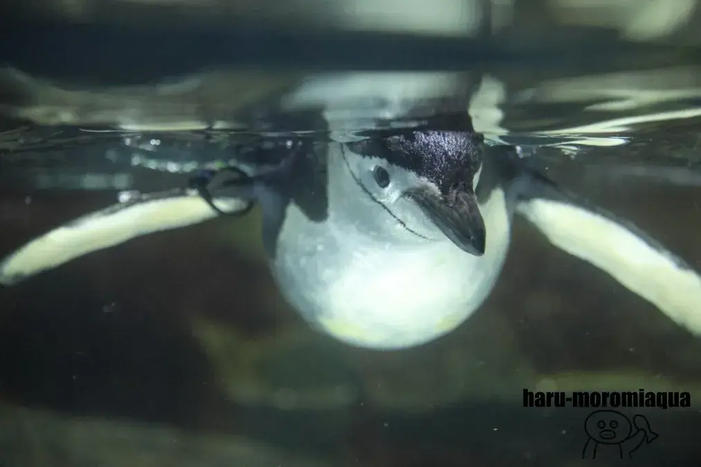 アドベンチャーワールド　ヒゲペンギン