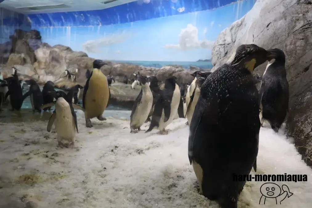 アドベンチャーワールド　ペンギン