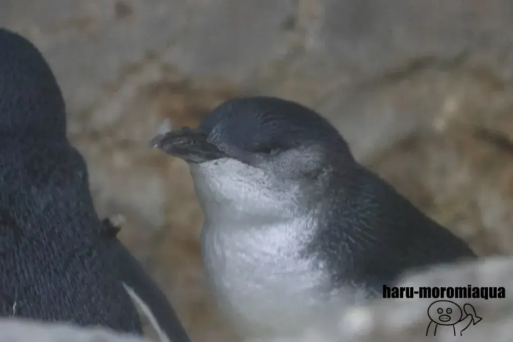アドベンチャーワールド　コガタペンギン