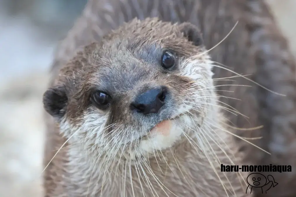 アドベンチャーワールド　カワウソ