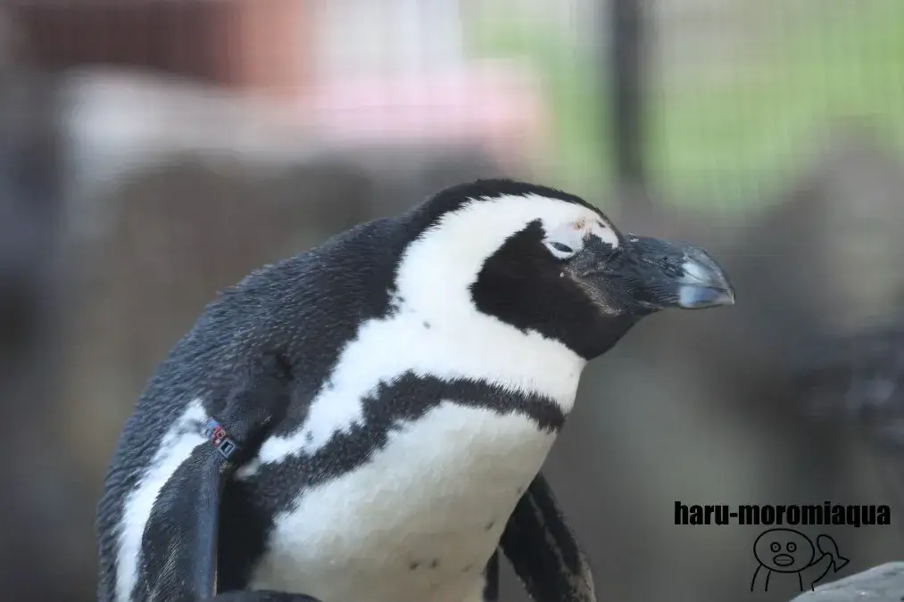 アドベンチャーワールド　ケープペンギン
