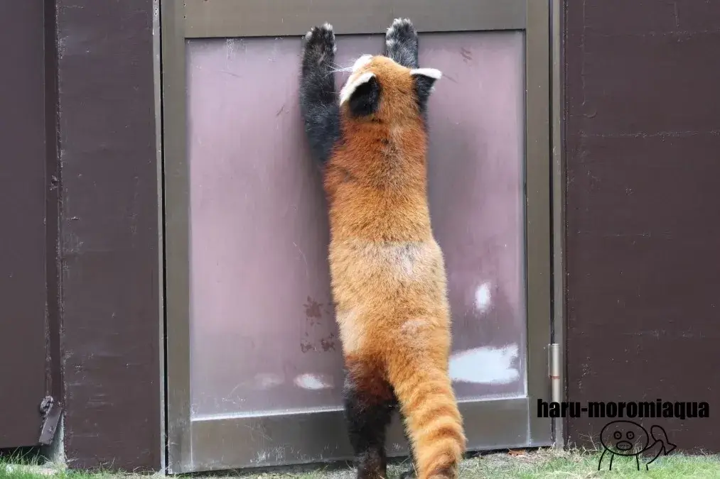 アドベンチャーワールド　レッサーパンダ