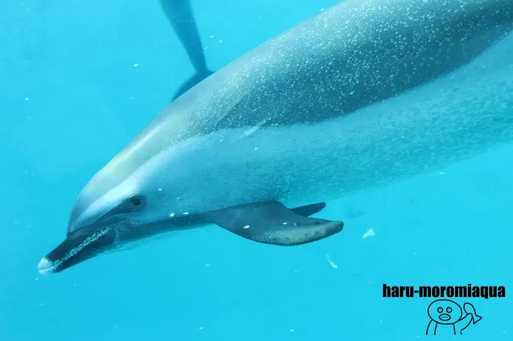 太地町立くじらの博物館　マダライルカ