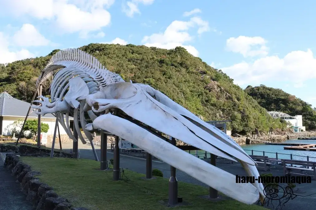 太地町立くじらの博物館　シロナガスクジラ