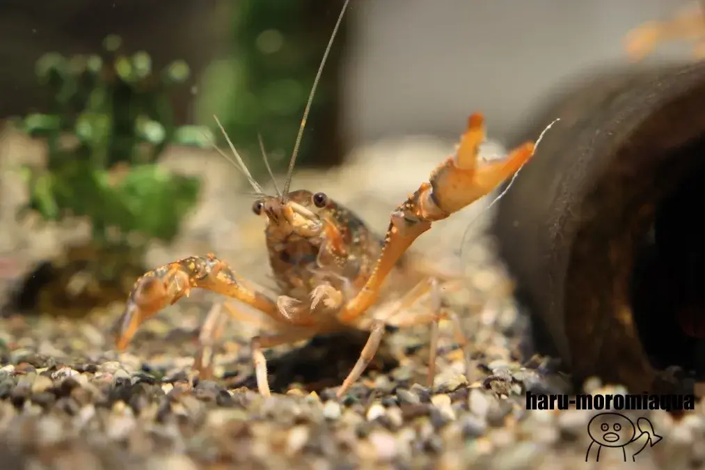 姫路市立水族館　ザリガニ