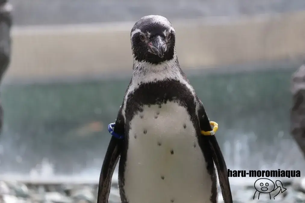 姫路市立水族館　ペンギン