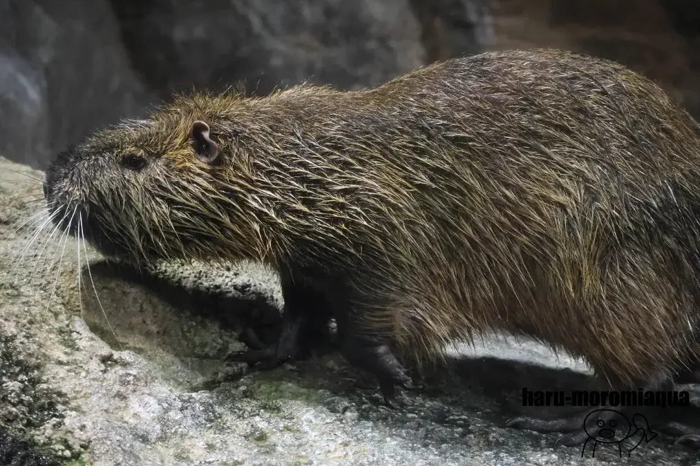 姫路市立水族館　ヌートリア
