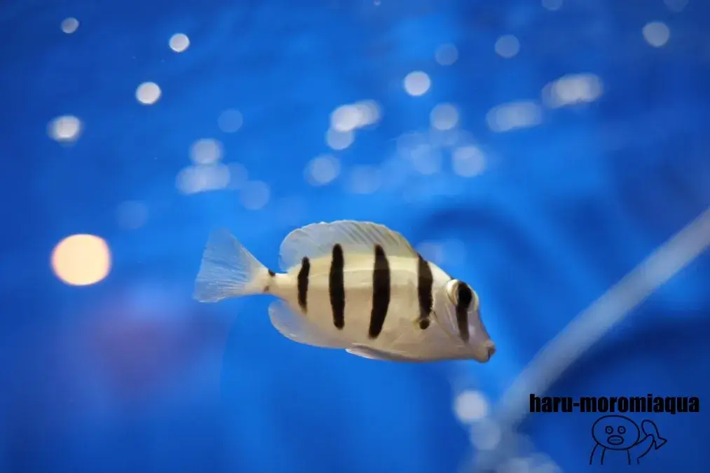 太地町立くじらの博物館　魚