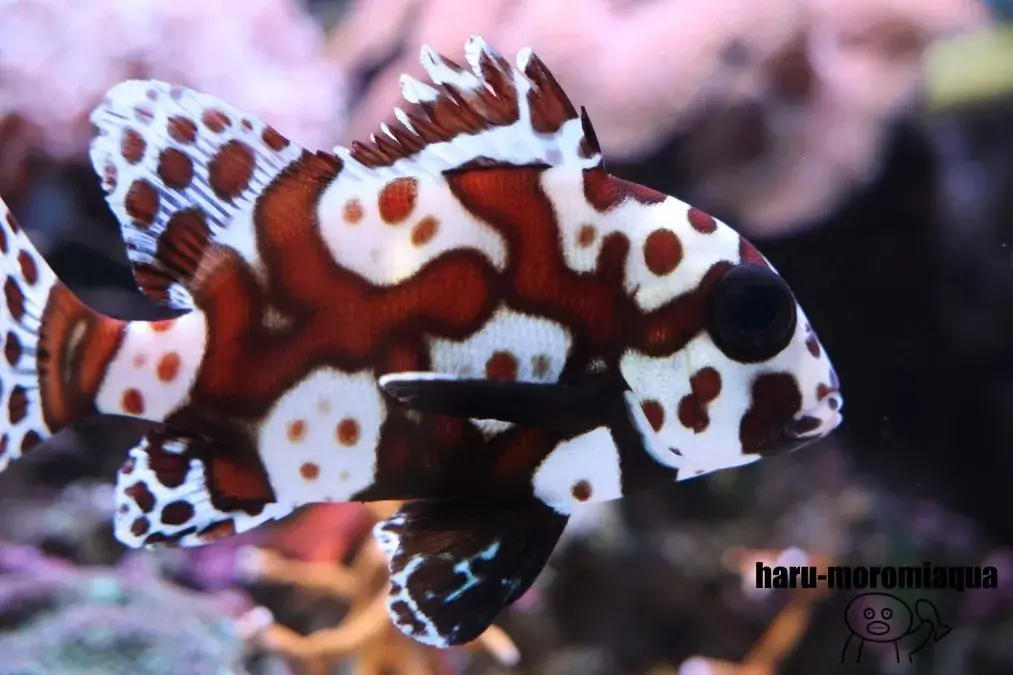 城崎マリンワールド　魚