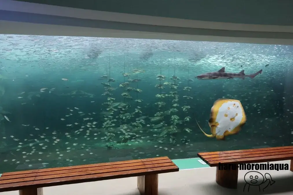 姫路市立水族館　大水槽
