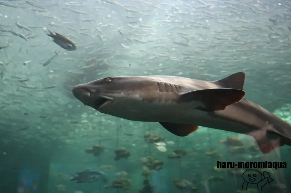 姫路市立水族館　サメ