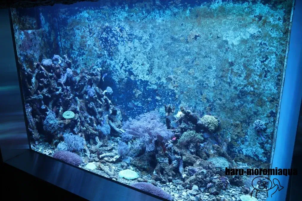 みなとやま水族館
