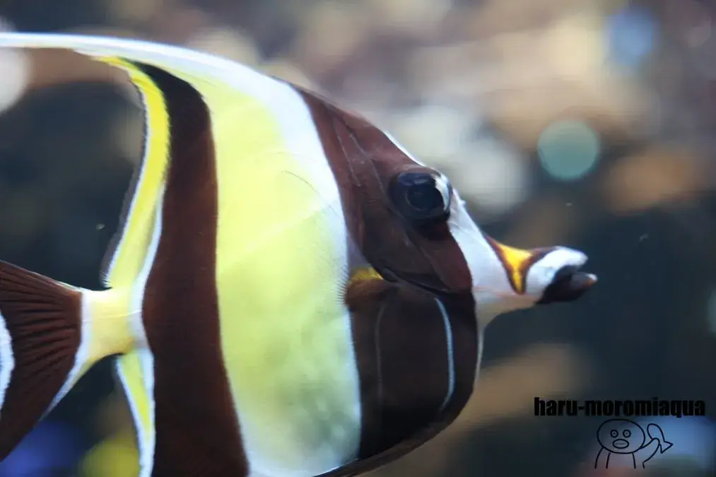 みなとやま水族館　ツノダシ