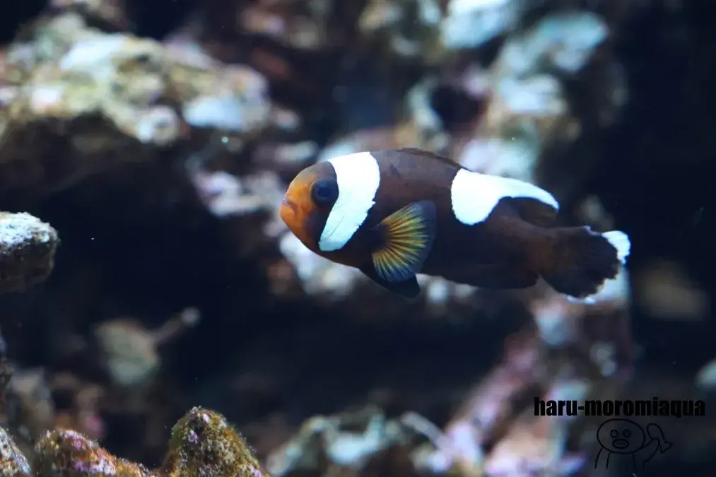 みなとやま水族館　クマノミ