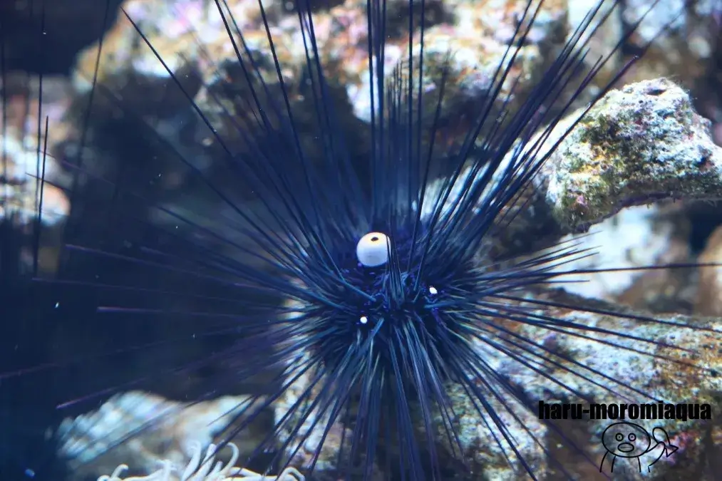 みなとやま水族館　ガンガゼ