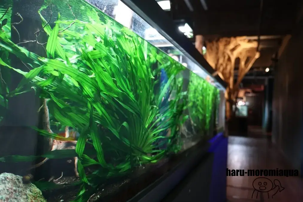 みなとやま水族館　水槽