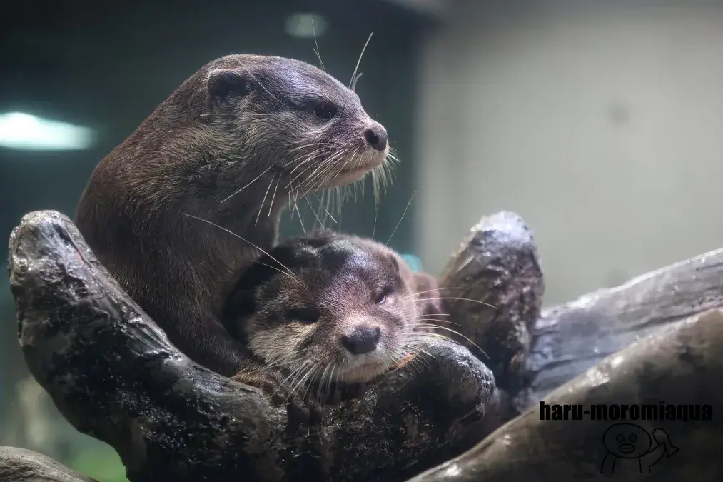 みなとやま水族館　カワウソ