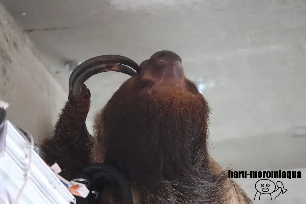 ナマケモノ