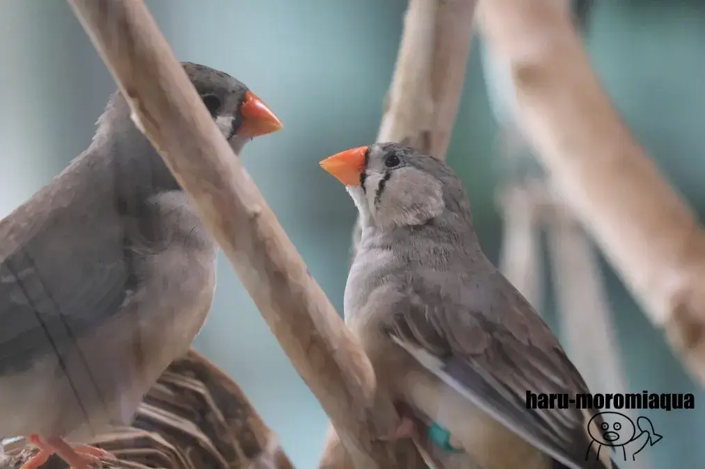 みなとやま水族館　インコ