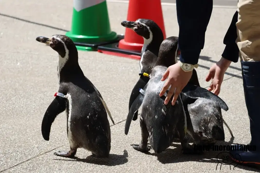 城崎マリンワールド　ペンギン