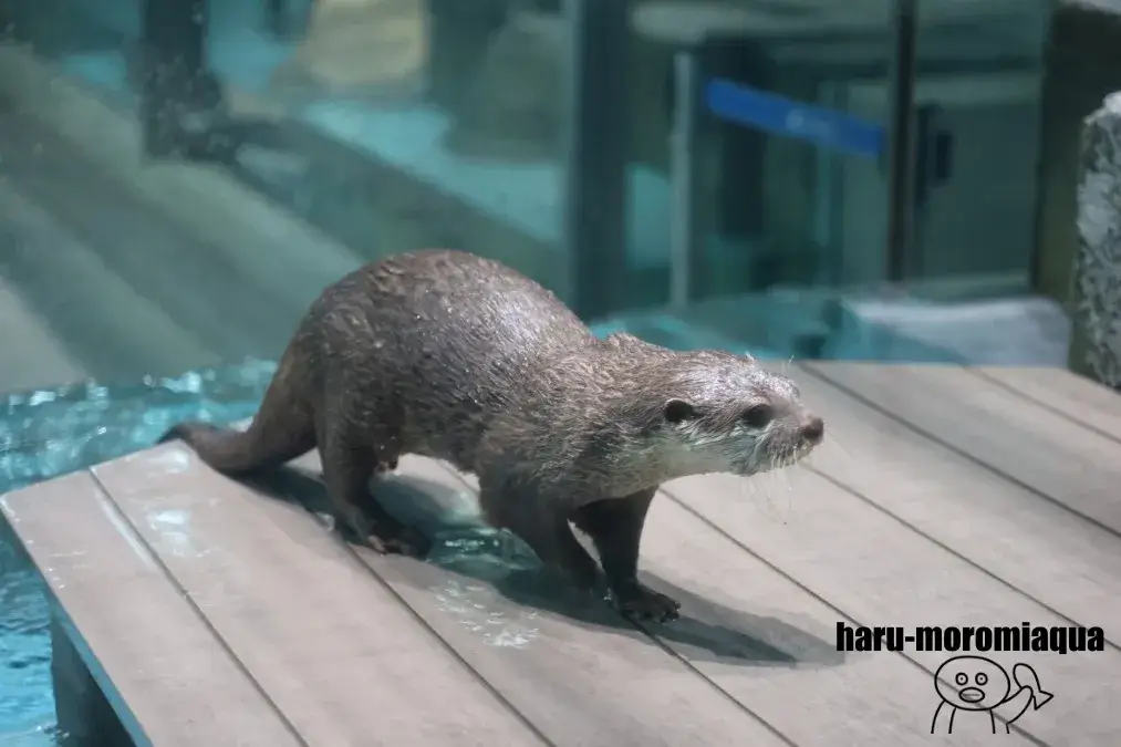 ニフレル　カワウソ