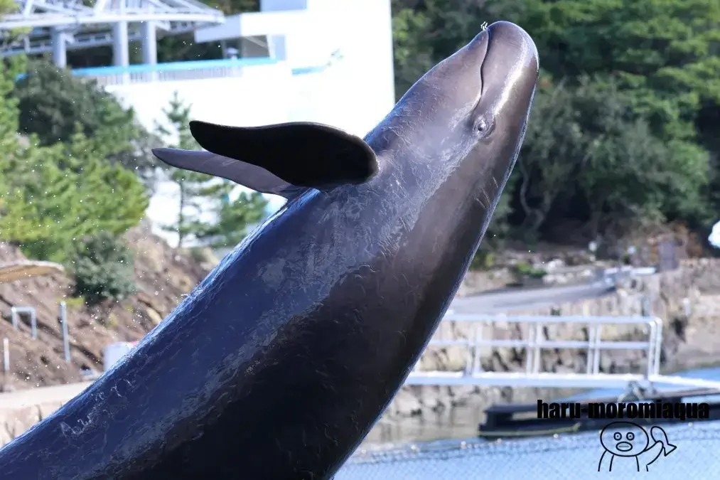 太地町立くじらの博物館　クジラショー