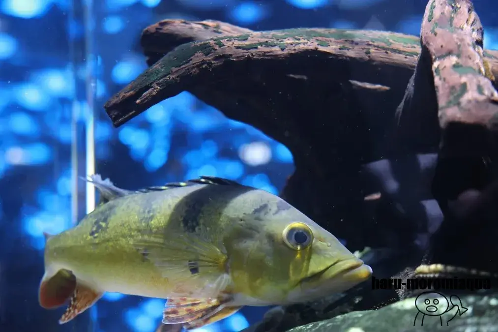 アトア　淡水魚