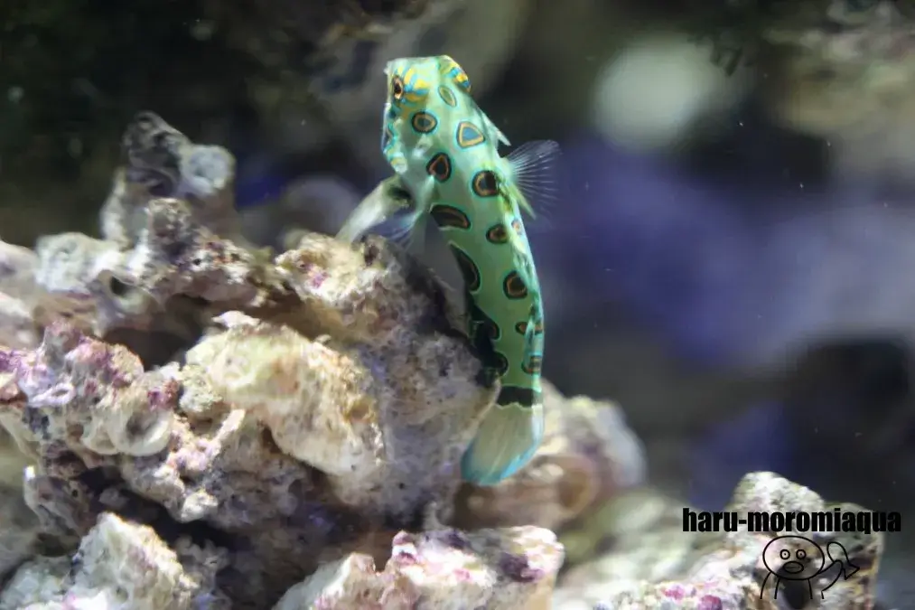 ニフレル　スポッテッドマンダリン