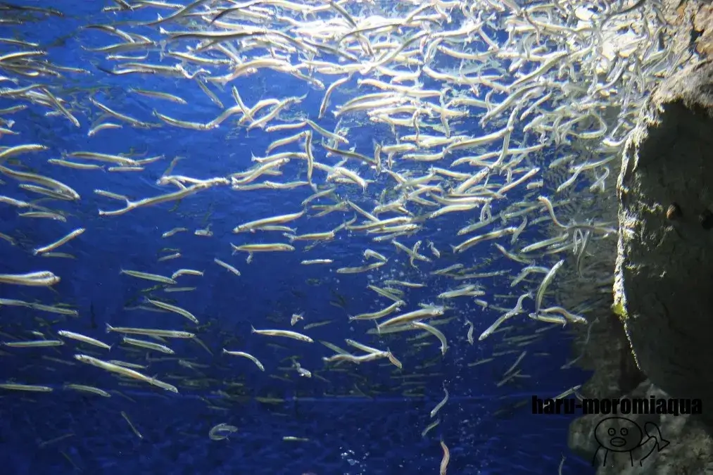 須磨シーワールド　魚