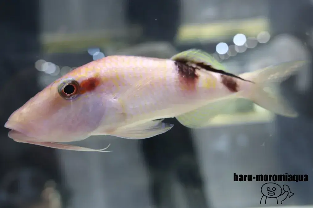 ニフレル　魚