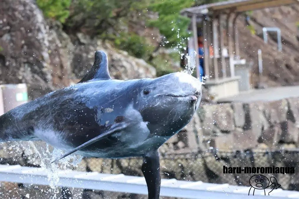太地町立くじらの博物館　ハナゴンドウ
