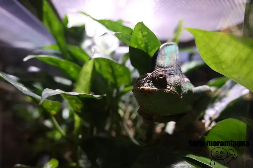 アトア　カメレオン